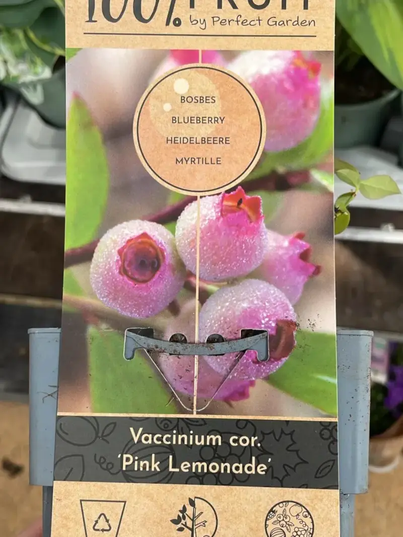 Mirtillo Rosa - Vaccinium Corymbosum Pink Lemonade v15 egarden.store online