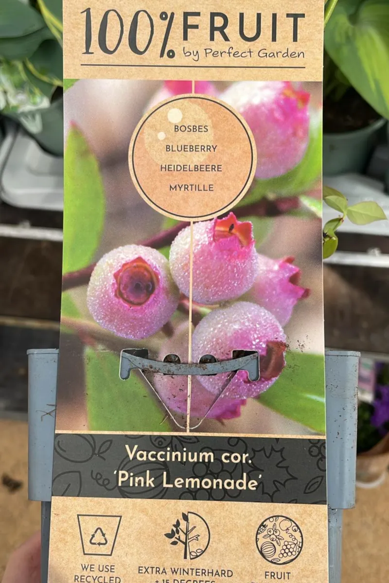 Mirtillo Rosa - Vaccinium Corymbosum Pink Lemonade v15 egarden.store online