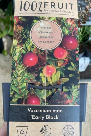 Mirtillo Rosso - Vaccinium Macrocarpon Early Black v15 egarden.store online