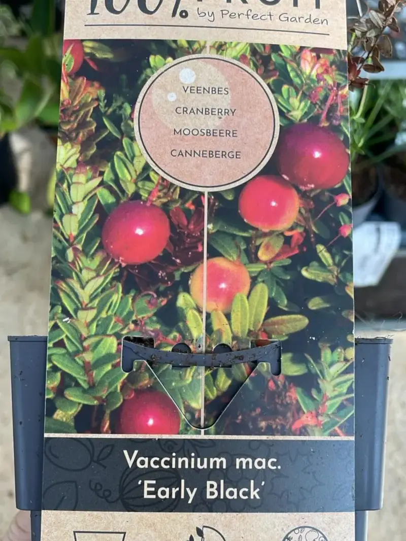 Mirtillo Rosso - Vaccinium Macrocarpon Early Black v15 egarden.store online