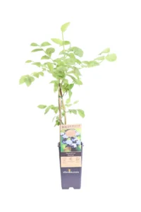 Mirtillo - Vaccinium Corymbosum Bluecrop v15 egarden.store online
