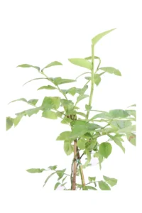 Mirtillo - Vaccinium Corymbosum Bluecrop