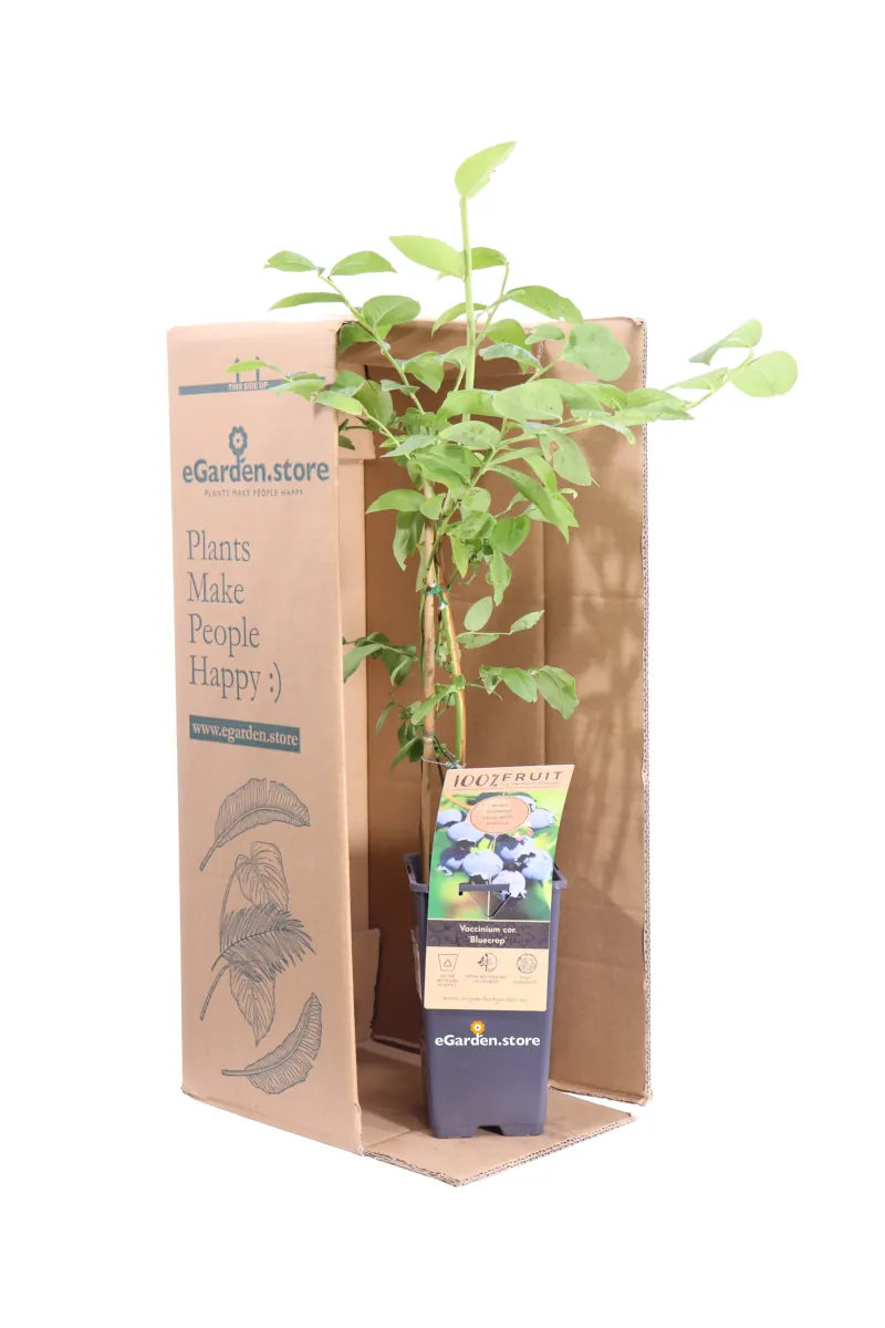 Mirtillo - Vaccinium Corymbosum Bluecrop v15 egarden.store online