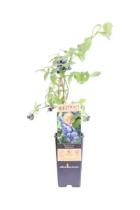 Mirtillo - Vaccinium Corymbosum Goldtraube