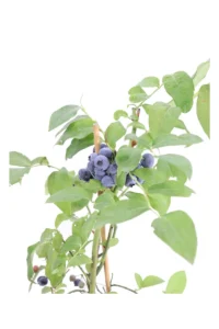 Mirtillo - Vaccinium Corymbosum Goldtraube v15 egarden.store online