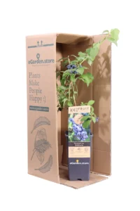 Mirtillo - Vaccinium Corymbosum Goldtraube v15 egarden.store online