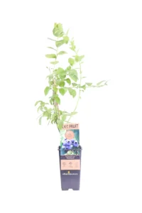 Mirtillo - Vaccinium Corymbosum Northland v15 egarden.store online