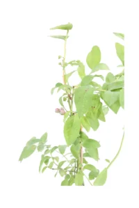 Mirtillo - Vaccinium Corymbosum Northland v15 egarden.store online