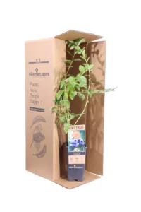 Mirtillo - Vaccinium Corymbosum Northland v15 egarden.store online