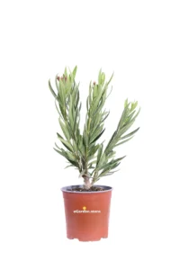 Oleandro - Nerium Oleander Angiolo Pucci v17 egarden.store online