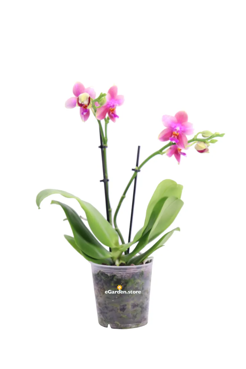 Orchidea - Phalaenopsis Sweet Memory Liodoro v12 egarden.store online