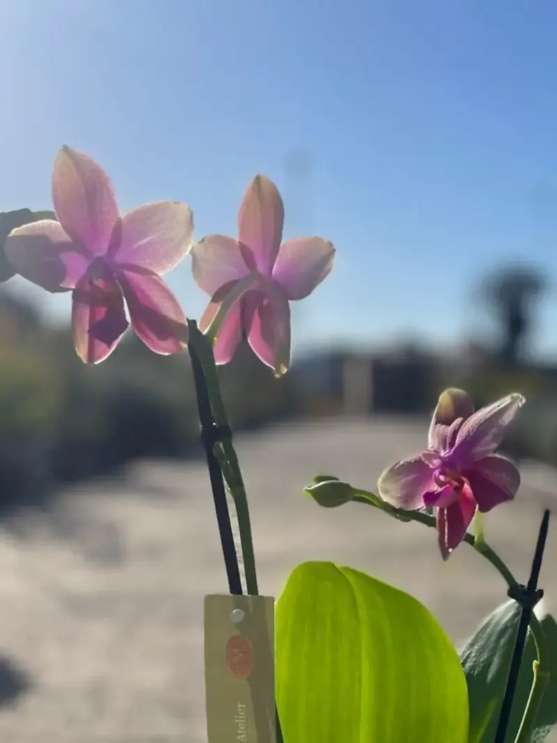 Orchidea - Phalaenopsis Sweet Memory Liodoro v12 egarden.store online