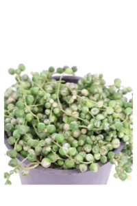 Pianta del Rosario - Senecio Rowleyanus Variegato v12 egarden.store 2 Pianta del Rosario - Senecio Rowleyanus Variegato v12 egarden.store online