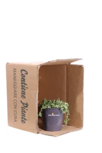 Pianta del Rosario - Senecio Rowleyanus Variegato v12 egarden.store 3 Pianta del Rosario - Senecio Rowleyanus Variegato v12 egarden.store online