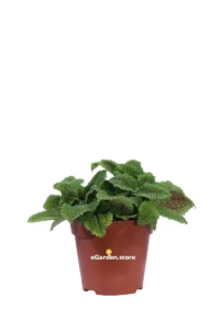 Pilea Mollis Moon Valley v12 egarden.store online