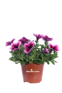 Potunia Viola v14 egarden.store 1 Potunia Viola v14 egarden.store online