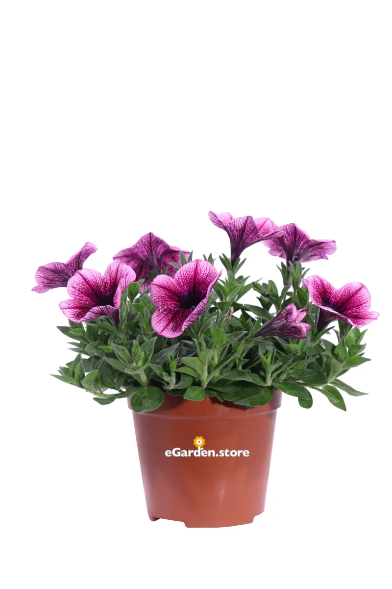Potunia Viola v14 egarden.store online