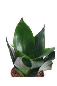 Sansevieria Trifasciata Hahnii v9 egarden.store online