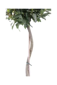 Alloro Alberello Spirale - Laurus Nobilis v30 egarden.store online