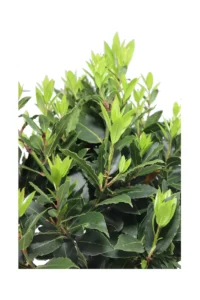 Alloro Alberello Spirale - Laurus Nobilis v30 egarden.store online