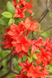 Azalea Mollis Rosso v19 egarden.store online