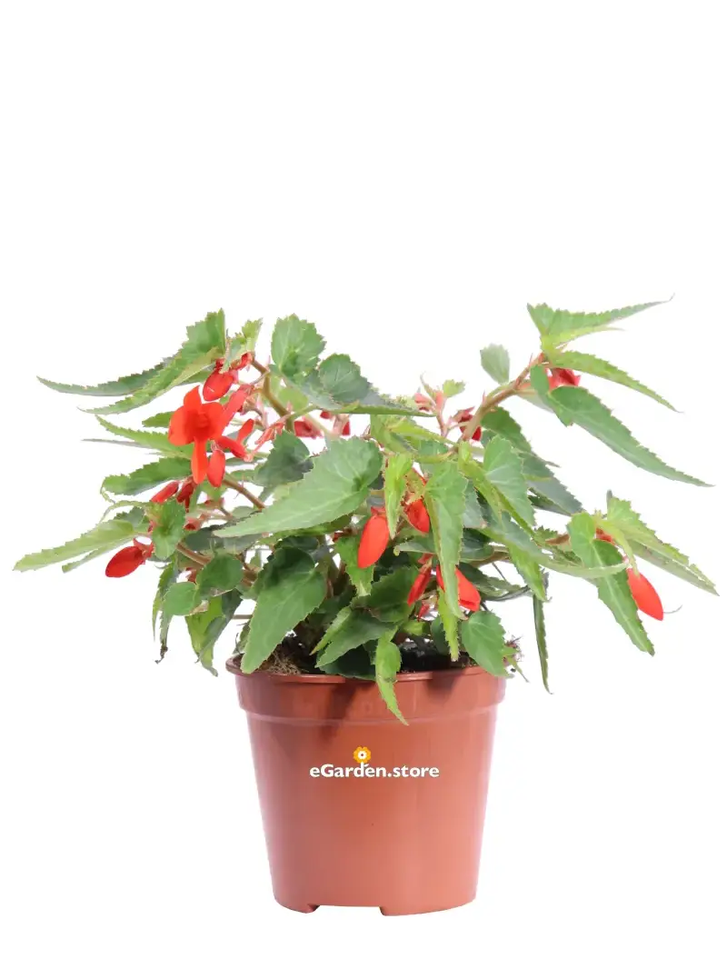 Begonia Boliviensis Rossa v14 egarden.store online