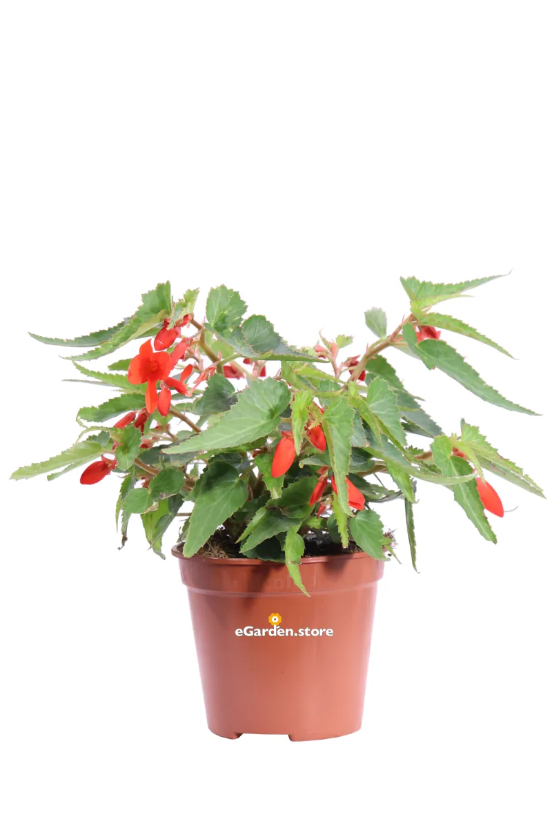 Begonia Boliviensis Rossa v14 egarden.store online
