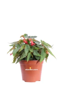 Begonia Boliviensis - Varie Colorazioni