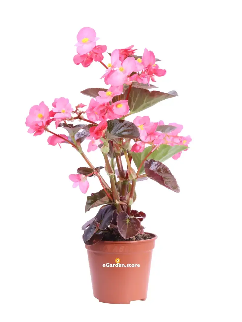 Begonia Semperflorens Foglia Scura - Varie Colorazioni