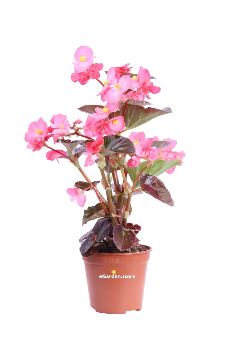 Begonia Semperflorens Foglia Scura - Varie Colorazioni