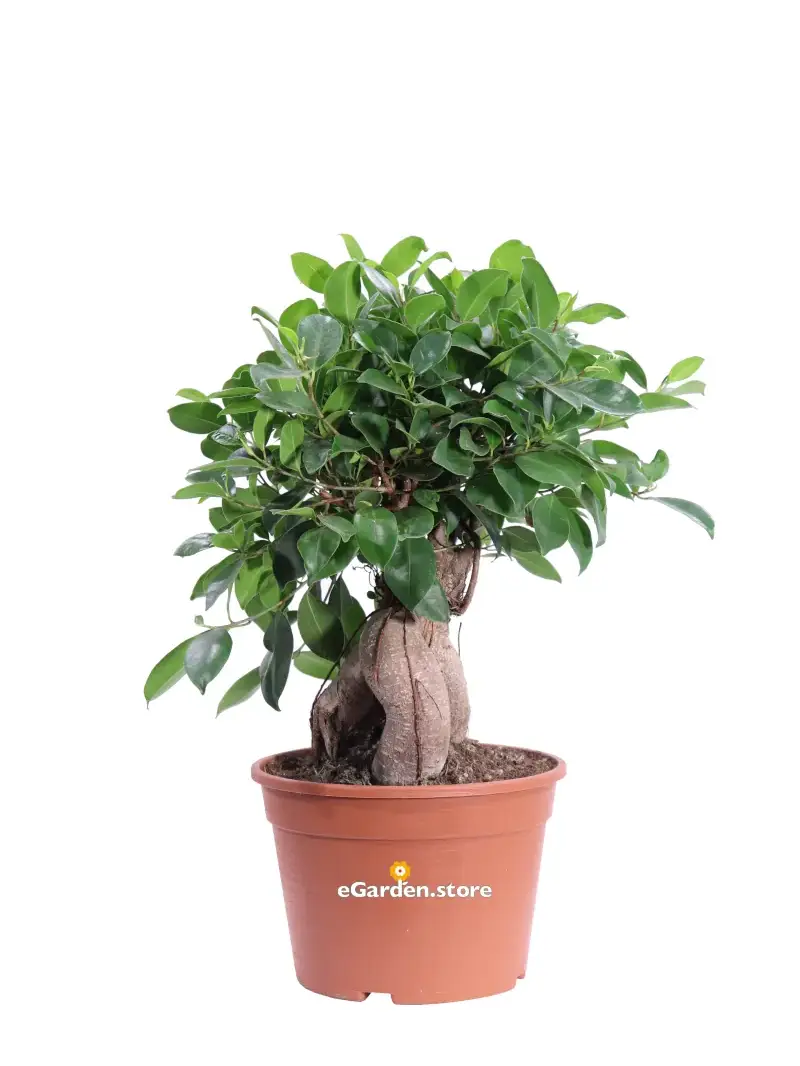Bonsai Ficus Retusa v17 egarden.store online