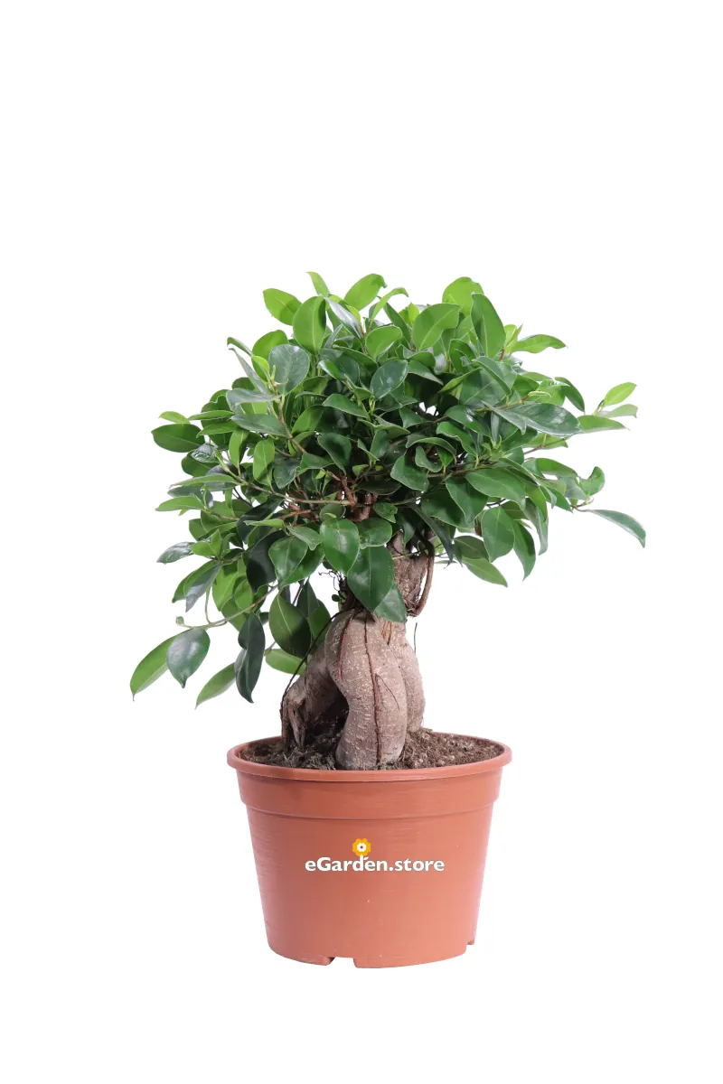 Bonsai Ficus Retusa v17 egarden.store online