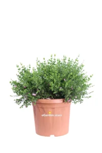 Boronia Crenulata v25 egarden.store online