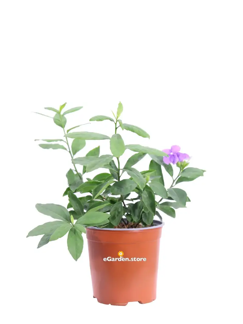 Brunfelsia Pauciflora v17 egarden.store online
