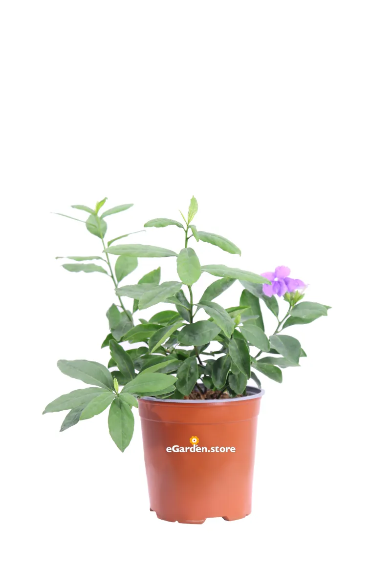 Brunfelsia Pauciflora v17 egarden.store online