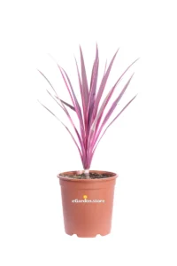 Cordyline Australis Pink Passion v24 egarden.store online