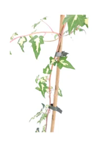 Edera - Hedera Helix Goldheart