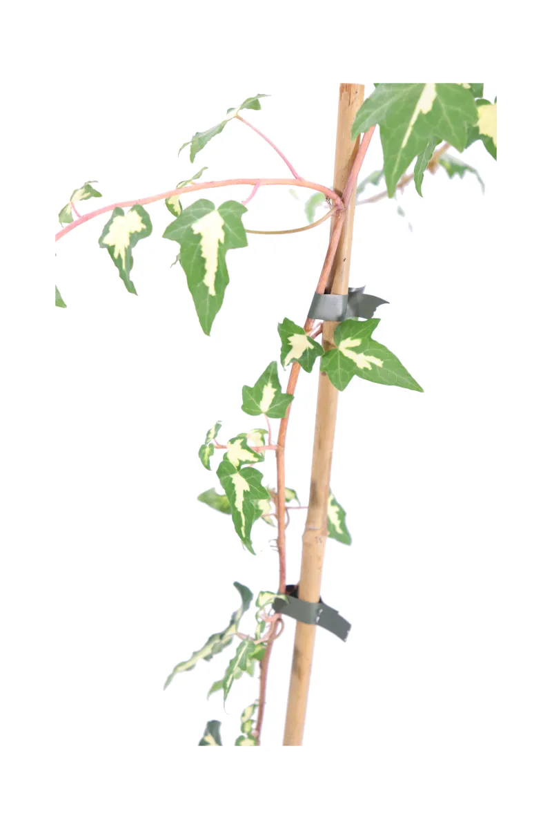 Edera - Hedera Helix Goldheart