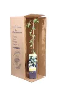 Edera - Hedera Helix Goldheart v15 egarden.store online