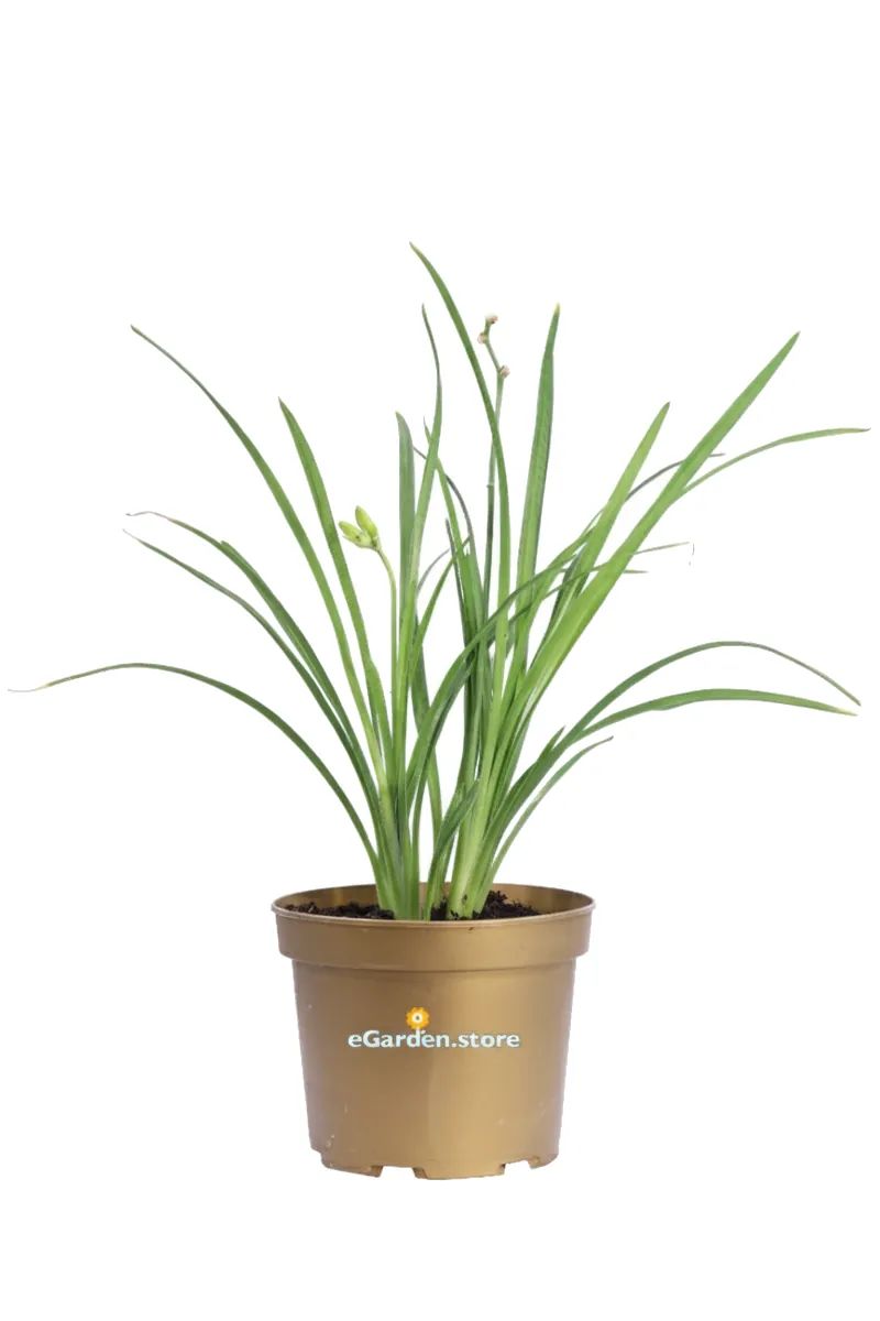Emerocallide - Hemerocallis v17 egarden.store