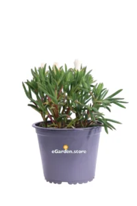 Lampranthus Bianco v14 egarden.store online