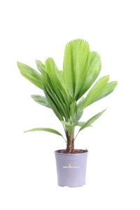 Licuala Grandis v17 egarden.store online