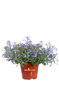 Lobelia Erinus Lilla v14 egarden.store online
