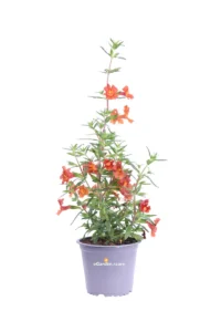 Mimolo - Mimulus Arancione v14 egarden.store online