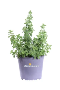 Origano Comune - Origanum Vulgare v14 egarden.store online