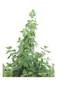 Origano Comune - Origanum Vulgare v14 egarden.store online