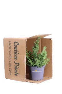 Origano Comune - Origanum Vulgare v14 egarden.store online