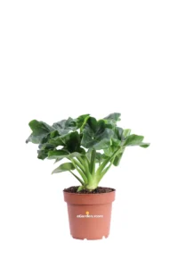 Philodendron Atom v12 egarden.store online