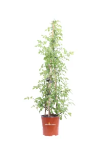 Rosa Meilland Rampicante - Decor Terrasse v17 egarden.store online