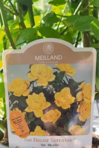 Rosa Meilland Rampicante - Decor Terrasse v17 egarden.store online